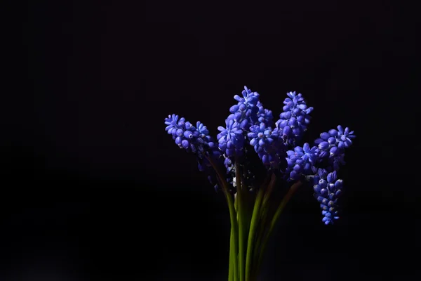 Blaue Traubenhyazinthe, Muscari armeniacum Blüten mit starkem Kontrast — Stockfoto