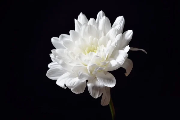 Crisantemo blanco abierto sobre fondo negro. Luces de estudio y — Foto de Stock