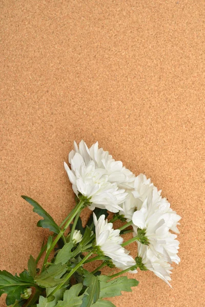 Ramo de crisantemo blanco sobre fondo de corcho. Respaldo natural — Foto de Stock