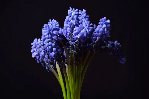 Blue Grape Hyacint, Muscari armeniacum flowers with strong cont Стоковое Фото