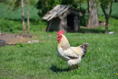 Yaz gr beyaz eşarplı güzel ve gurur horoz