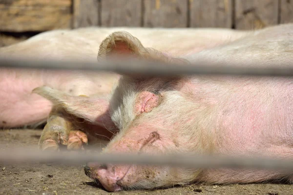 Dvě mladé prasata ležela v kovové kleci na farmě — Stock fotografie