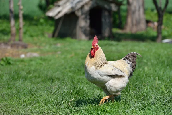 Beautiful and proud rooster with white feathers in the summer gr — Stock Photo, Image