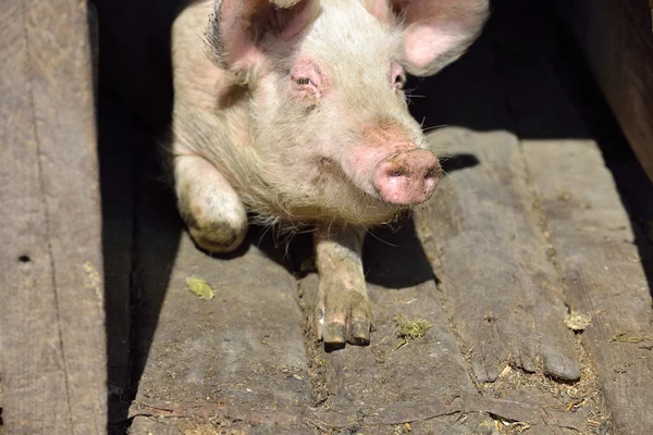 Photo du cochon nez à l'intérieur de la porcherie debout au soleil. Travail — Photo