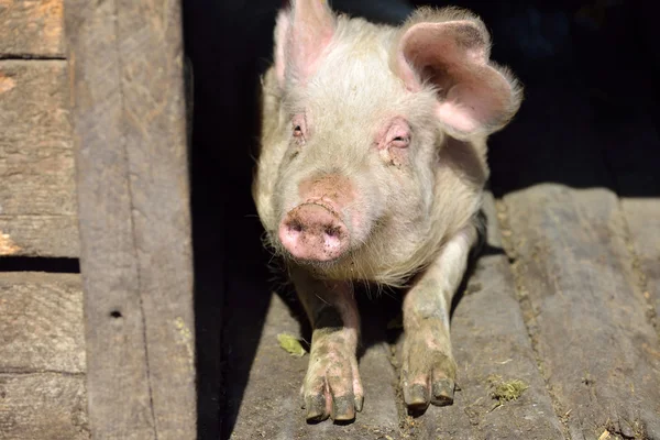 Bild eines Nasenschweins im Schweinestall, das in der Sonne steht. Arbeit — Stockfoto