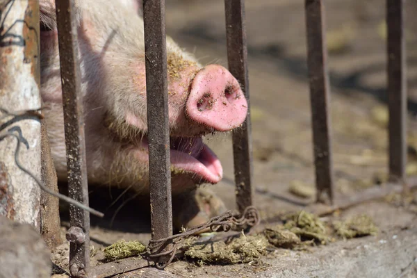 Close up van varken snuit trek door het ijzeren hek van zijn cag — Stockfoto