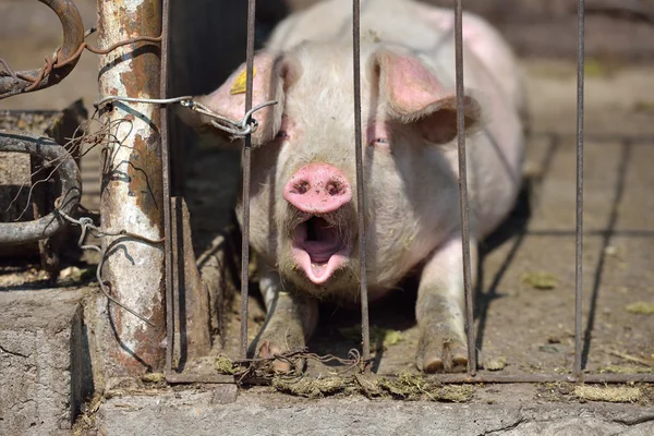 Foto de lechón dormido bostezando detrás de una jaula de metal atada con wir —  Fotos de Stock