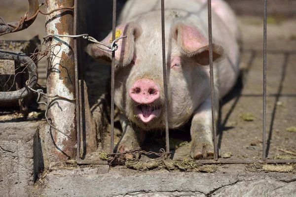 Bild von schlafendem Ferkel gähnend hinter Metallkäfig gefesselt — Stockfoto