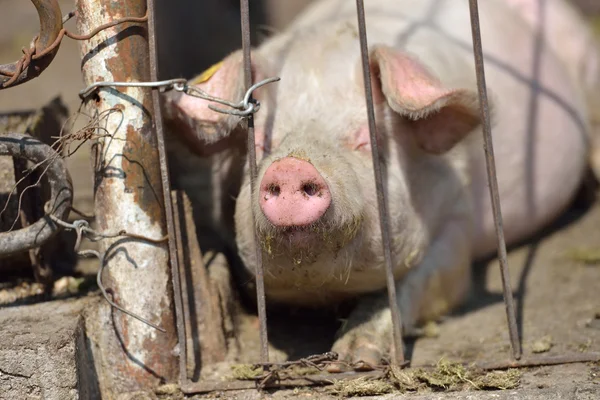 Imagen de lechón durmiendo detrás de una jaula metálica atada con alambre a una —  Fotos de Stock