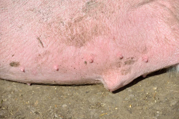 Primer plano de la piel de cerdo barriga —  Fotos de Stock