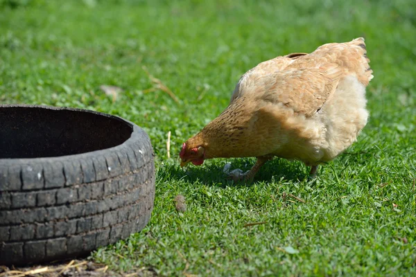 Picture of a hen looking for food in green grass, near a rubber — Stock Photo, Image