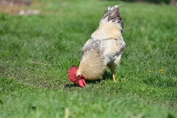 Beautiful and proud rooster with white feathers in the summer gr. — стоковое фото