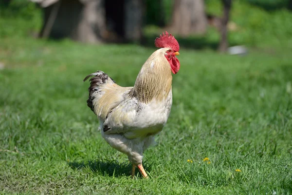 Beautiful and proud rooster with white feathers in the summer gr — Stock Photo, Image