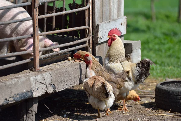 Tiere auf dem Hof. Hahn und Hennen in der Nähe des Metallkäfigs eines p — Stockfoto