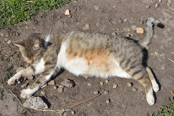 Pregnant gray striped cat lying and resting in yard at the sun — Stock Photo, Image