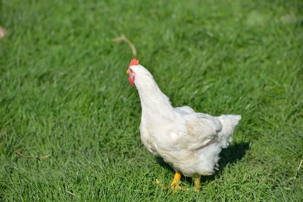 Kép egy fehér toll csirke zöld fűben áll. L — Stock Fotó