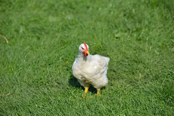 Immagine di un pollo bianco di piume in piedi in un'erba verde. L — Foto Stock