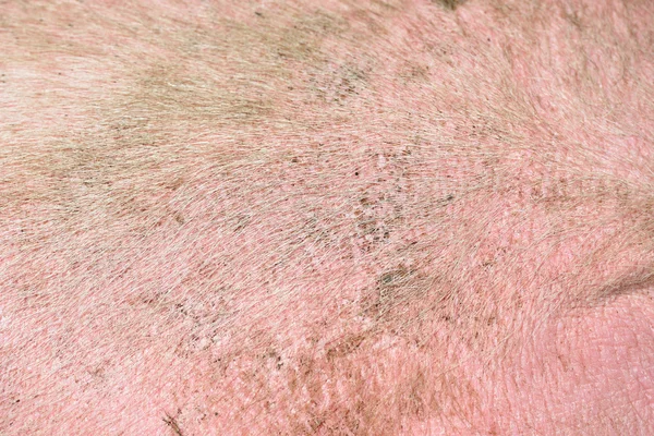 Крупним планом знімок свинячої шкіри як фон Стокове Фото