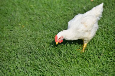 Picture of a white feathers chicken standing in a green grass an clipart