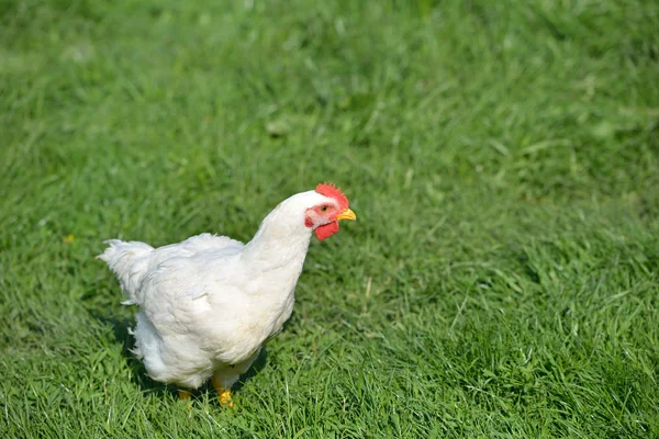 Imagem de um frango de penas brancas em pé em uma grama verde. L — Fotografia de Stock