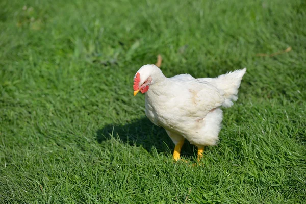 Picture of a white feathers chicken standing in a green grass an — Stock Photo, Image