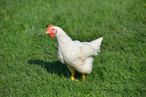 Фото курицы с белыми перьями, стоящей в зеленой траве — стоковое фото