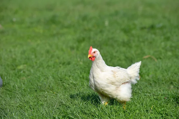 Фото курицы с белыми перьями, стоящей в зеленой траве. L — стоковое фото