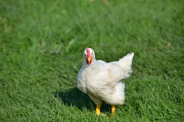 Imagem de um frango de penas brancas em pé em uma grama verde. L — Fotografia de Stock