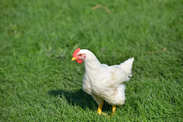 Kép egy fehér toll csirke zöld fűben áll. L — Stock Fotó