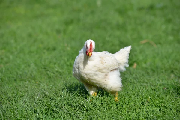 Imagem de um frango de penas brancas em pé em uma grama verde. L — Fotografia de Stock