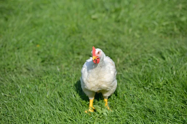 Imagem de um frango de penas brancas em pé em uma grama verde e Fotos De Bancos De Imagens