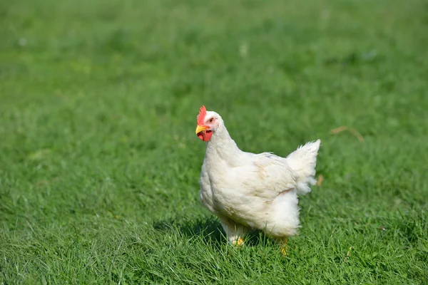Kép egy fehér toll csirke zöld fűben áll. L Stock Kép