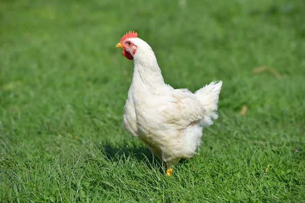 Kép egy fehér toll csirke zöld fűben áll. L Jogdíjmentes Stock Képek