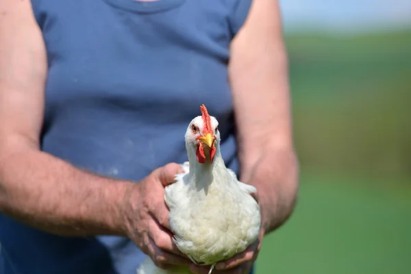 Galinha branca segura na mão do camponês no campo. Grama verde em ba — Fotografia de Stock