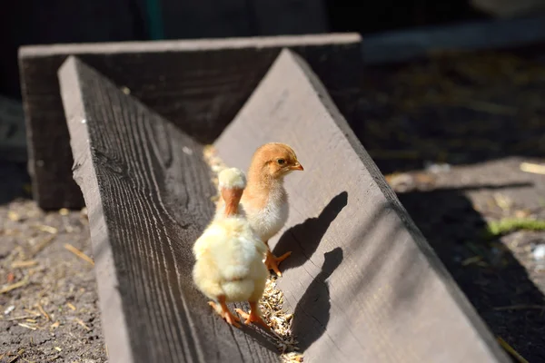 สองวิธีรักษาไก่เล็ก ๆ สีเหลืองและสีน้ําตาลบนฟาร์มยืนอยู่บน — ภาพถ่ายสต็อก
