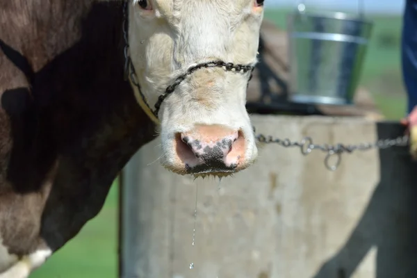 Kráva s kovový řetízek na nose čeká pít vodu na f — Stock fotografie