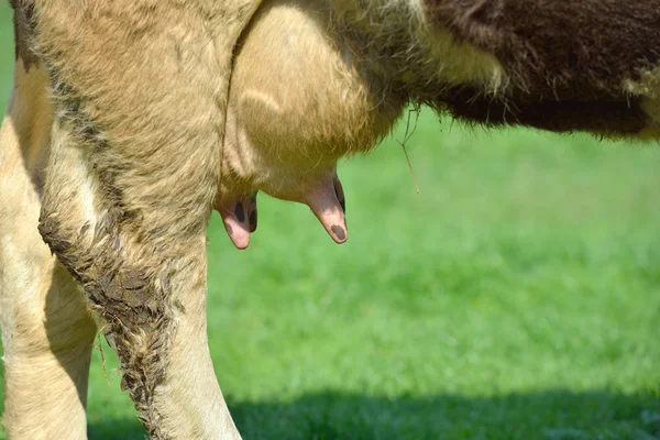 Close view of domestic young cow udder on green grass background — Stock Photo, Image