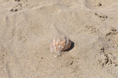 Kumlu sahilde güzel büyük deniz kabuğu, yakın çekim. Yaz holida