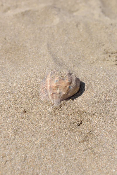 Zár-megjelöl-ból gyönyörű nagy kagyló, a homokos strandtól. Nyári ünne — Stock Fotó