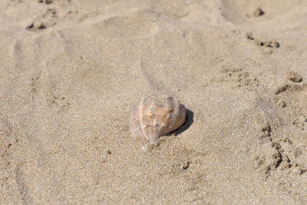 Zár-megjelöl-ból gyönyörű nagy kagyló, a homokos strandtól. Nyári ünne — Stock Fotó