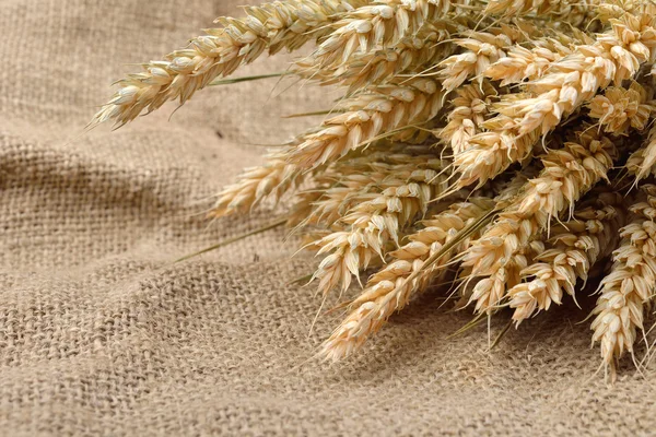 小麦的耳朵在粗麻布背景与复制空间。画布百科 — 图库照片