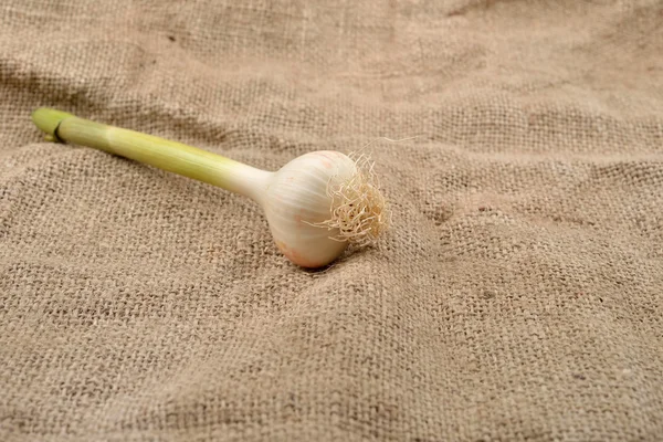 Grüner Knoblauch mit Nelken auf Jutegrund. Rustikales Bild. Kopie — Stockfoto