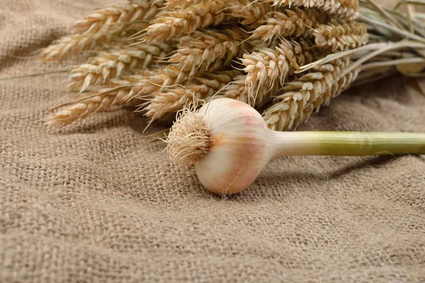 Grüner Knoblauch mit Nelken auf Jute-Hintergrund, mit einem Bund Weizen — Stockfoto