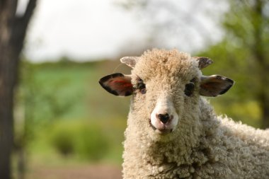 Kameraya bakarak ve beceriksiz kuzu duran çimenlerin üzerinde