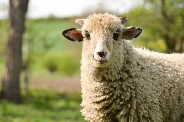 Clumsy lamb standing on grass and looking at camera — Stock Photo, Image