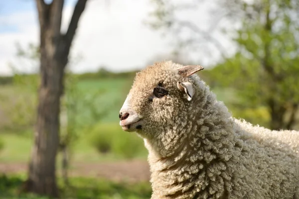 Portrait of a clumsy lamb standing on grass — Stock Photo, Image