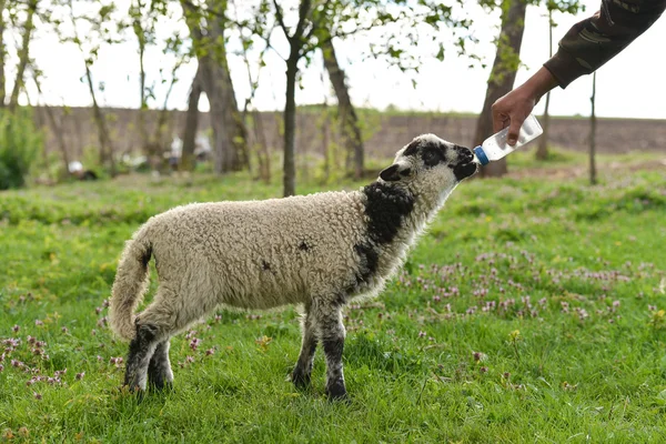 Baby lamb, který ztratil jeho matka byla ruka krmení zemědělec — Stock fotografie