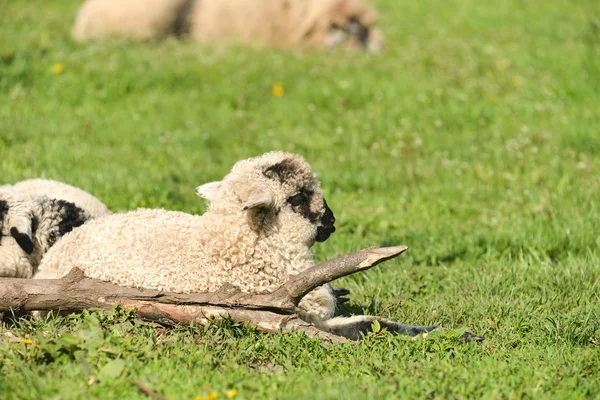Roztomilé ovečky spí dole na louce po dobrém jídle — Stock fotografie
