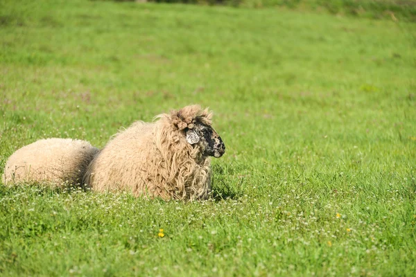 Cute lambs sleep down in the meadow after a good meal — Stock Photo, Image