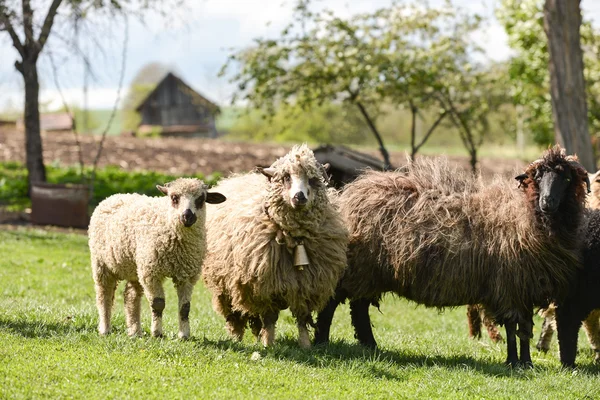 Manada de ovejas en la granja mirando a la cámara — Foto de Stock